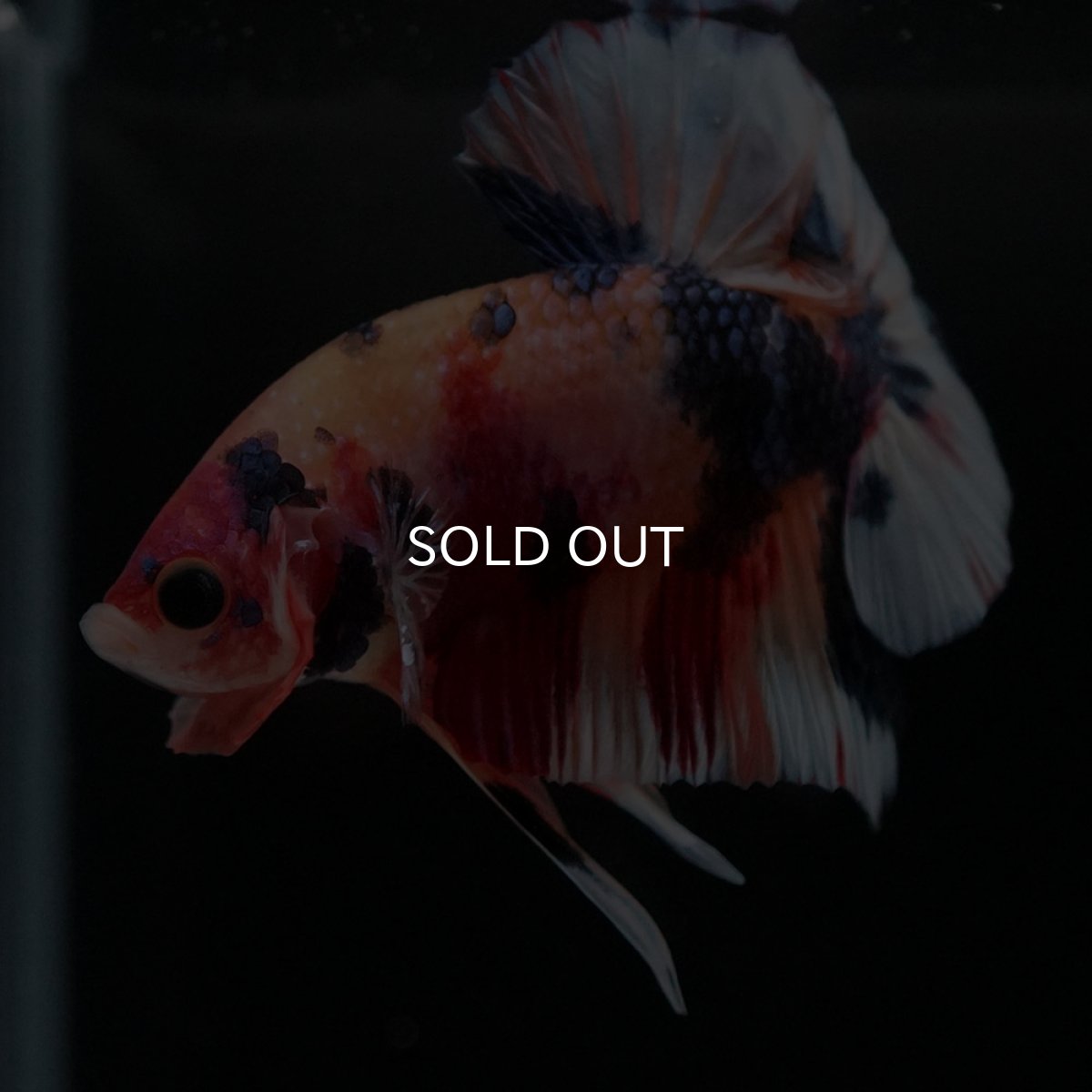 画像9: HMPK キャンディ (9)