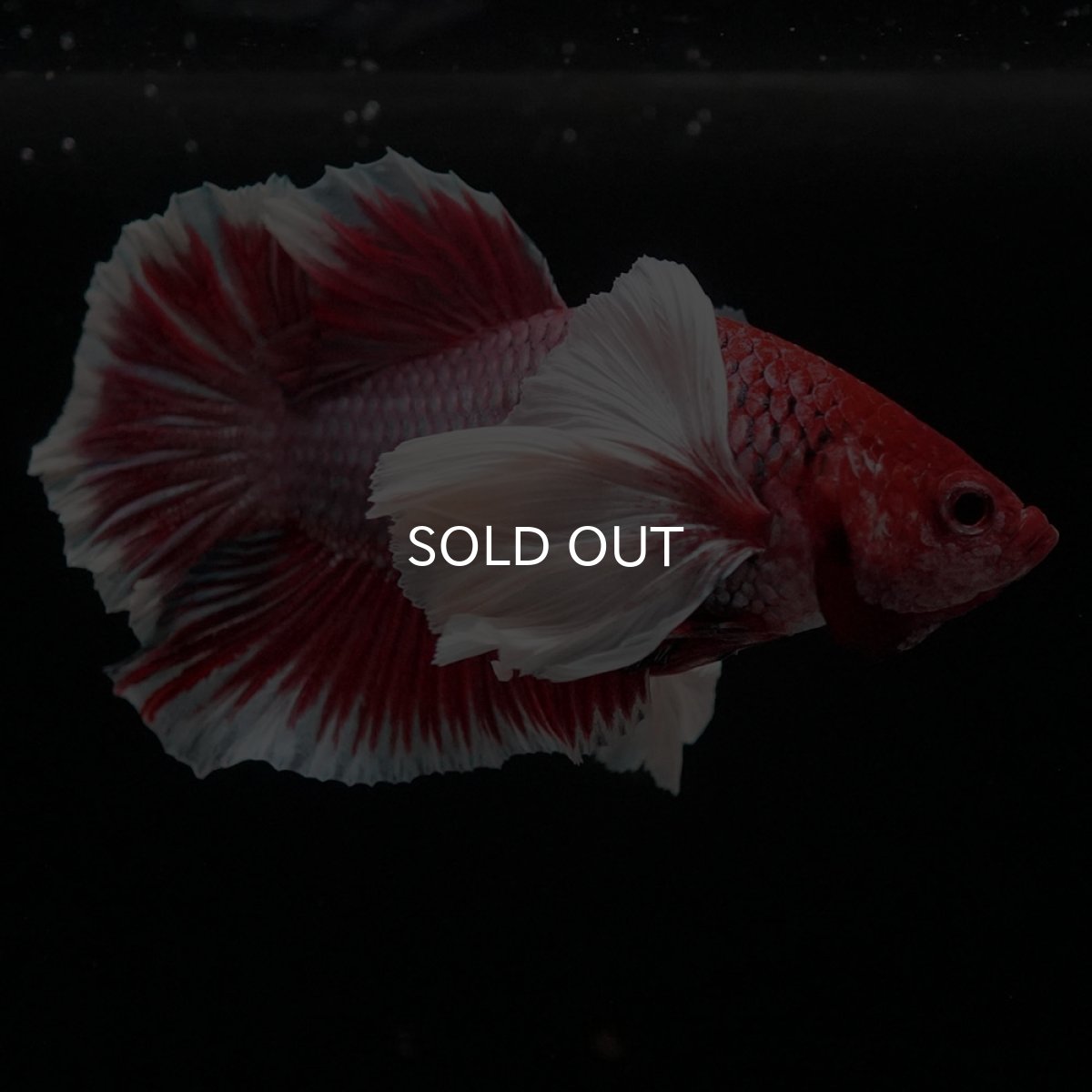 画像6: HMPKダンボ ラベンダーバタフライ (6)