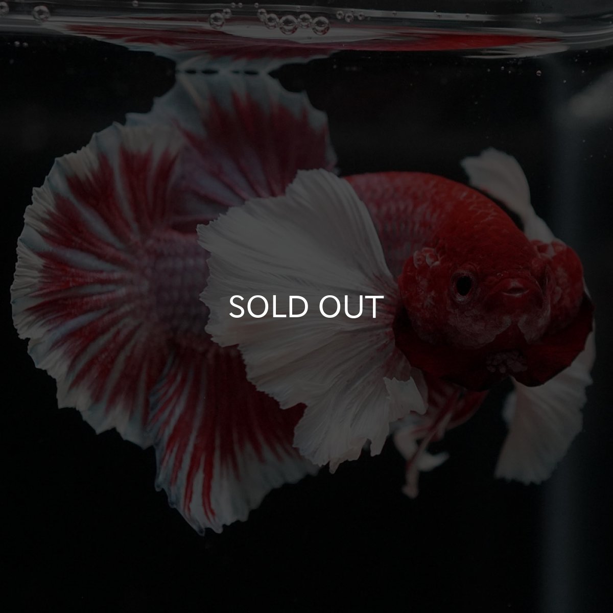 画像4: HMPKダンボ ラベンダーバタフライ (4)