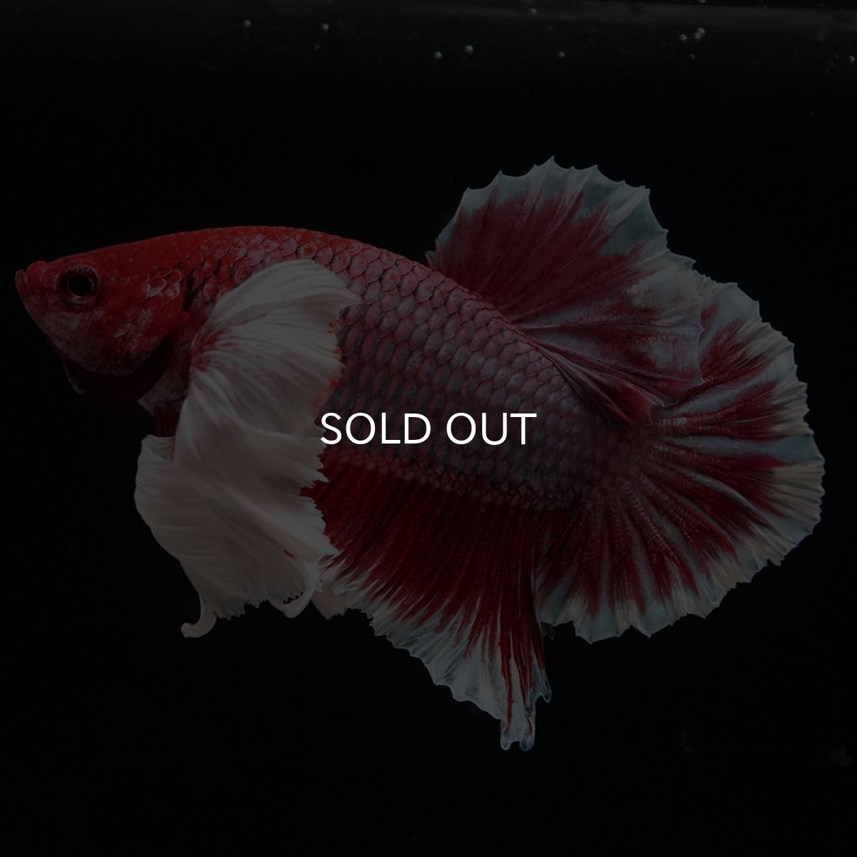 画像2: HMPKダンボ ラベンダーバタフライ (2)