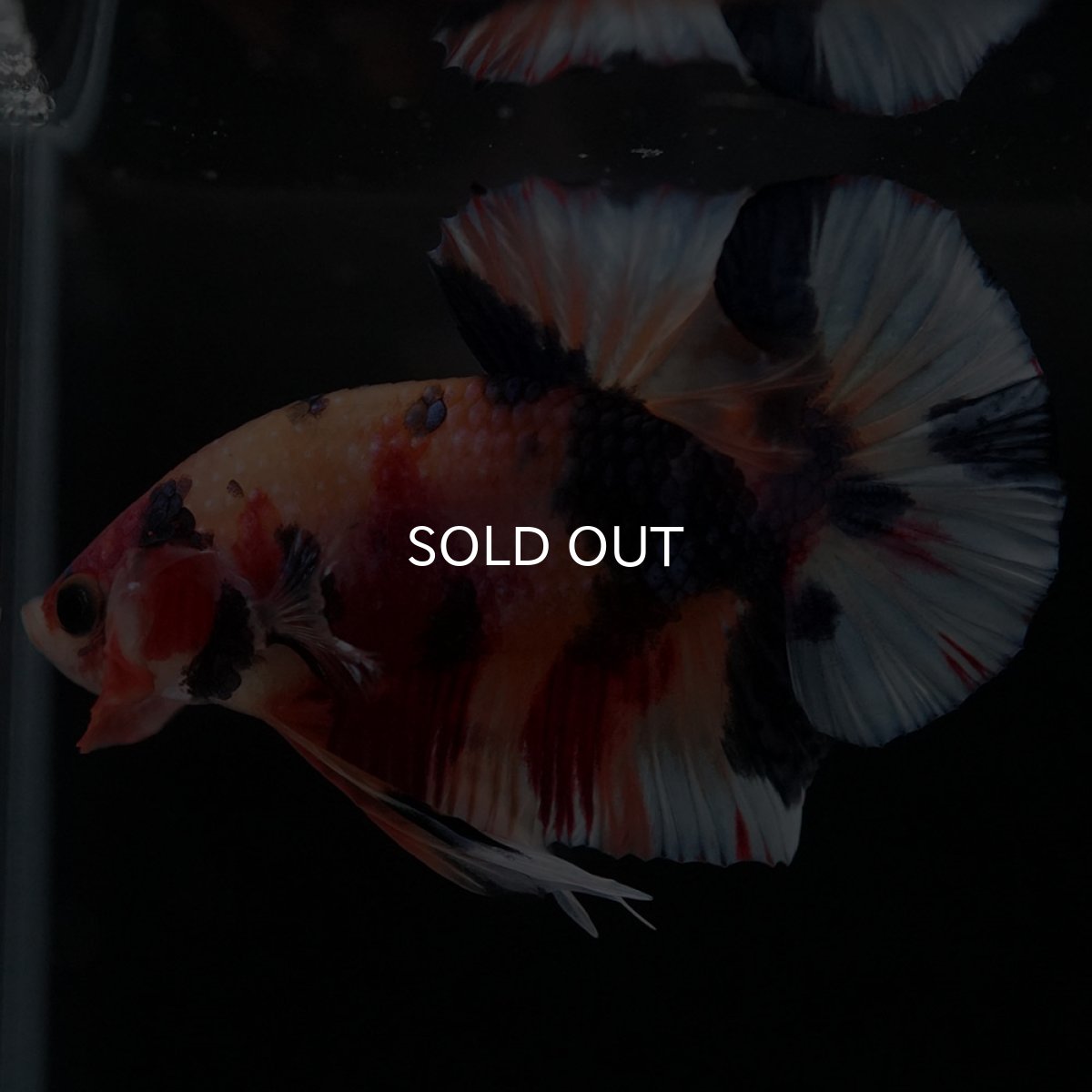 画像8: HMPK キャンディ (8)