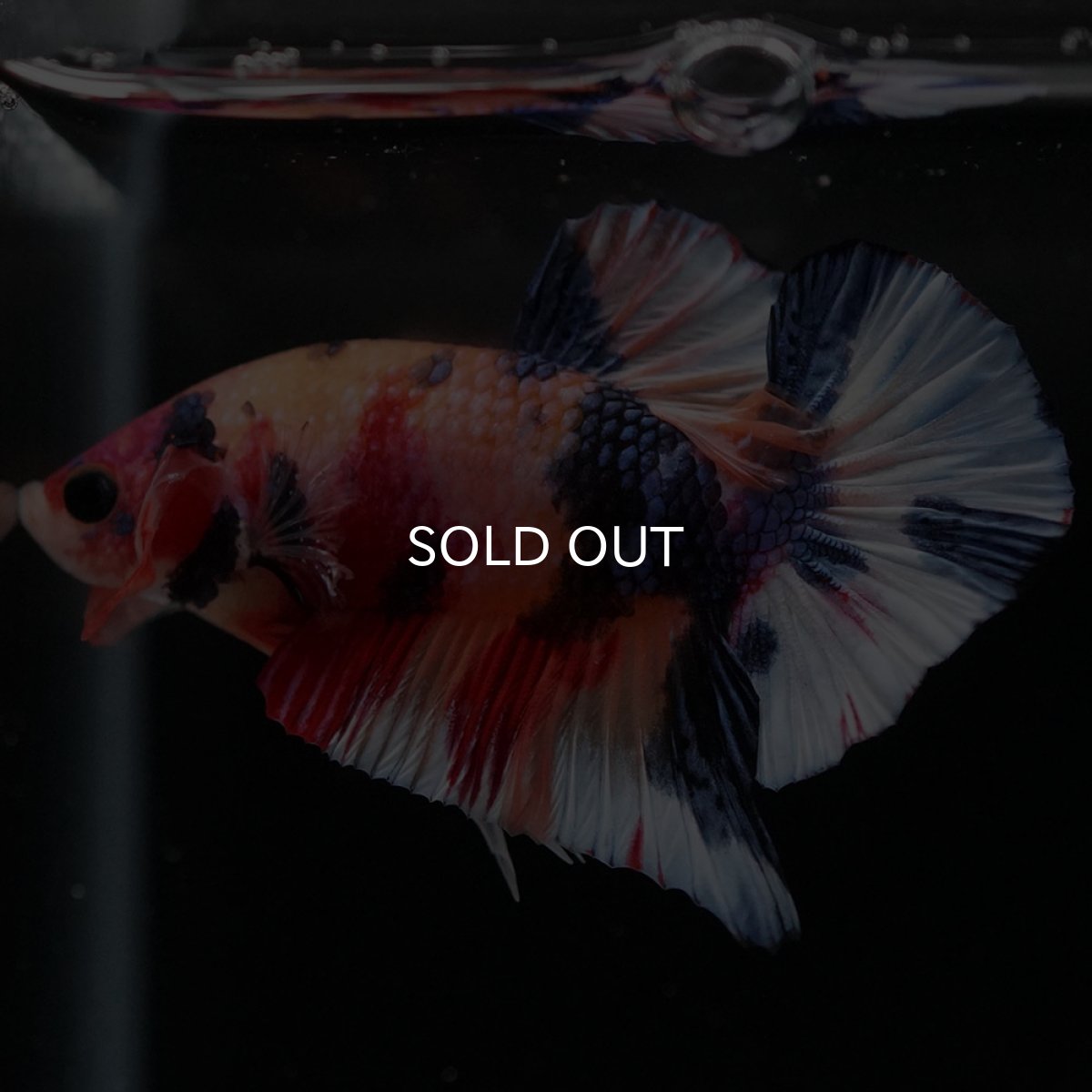 画像7: HMPK キャンディ (7)