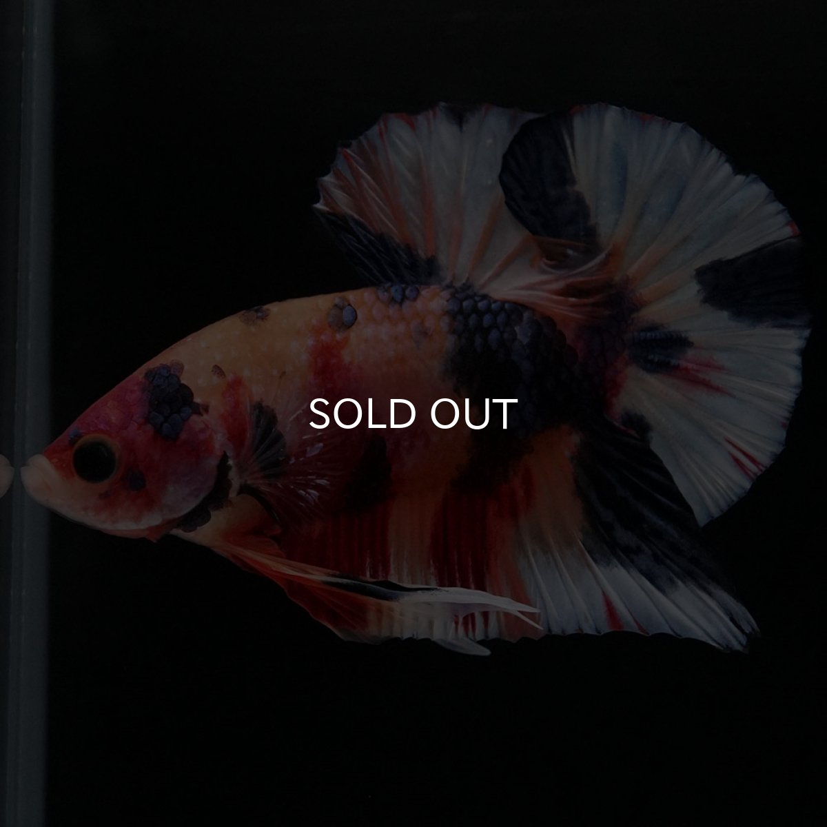 画像5: HMPK キャンディ (5)