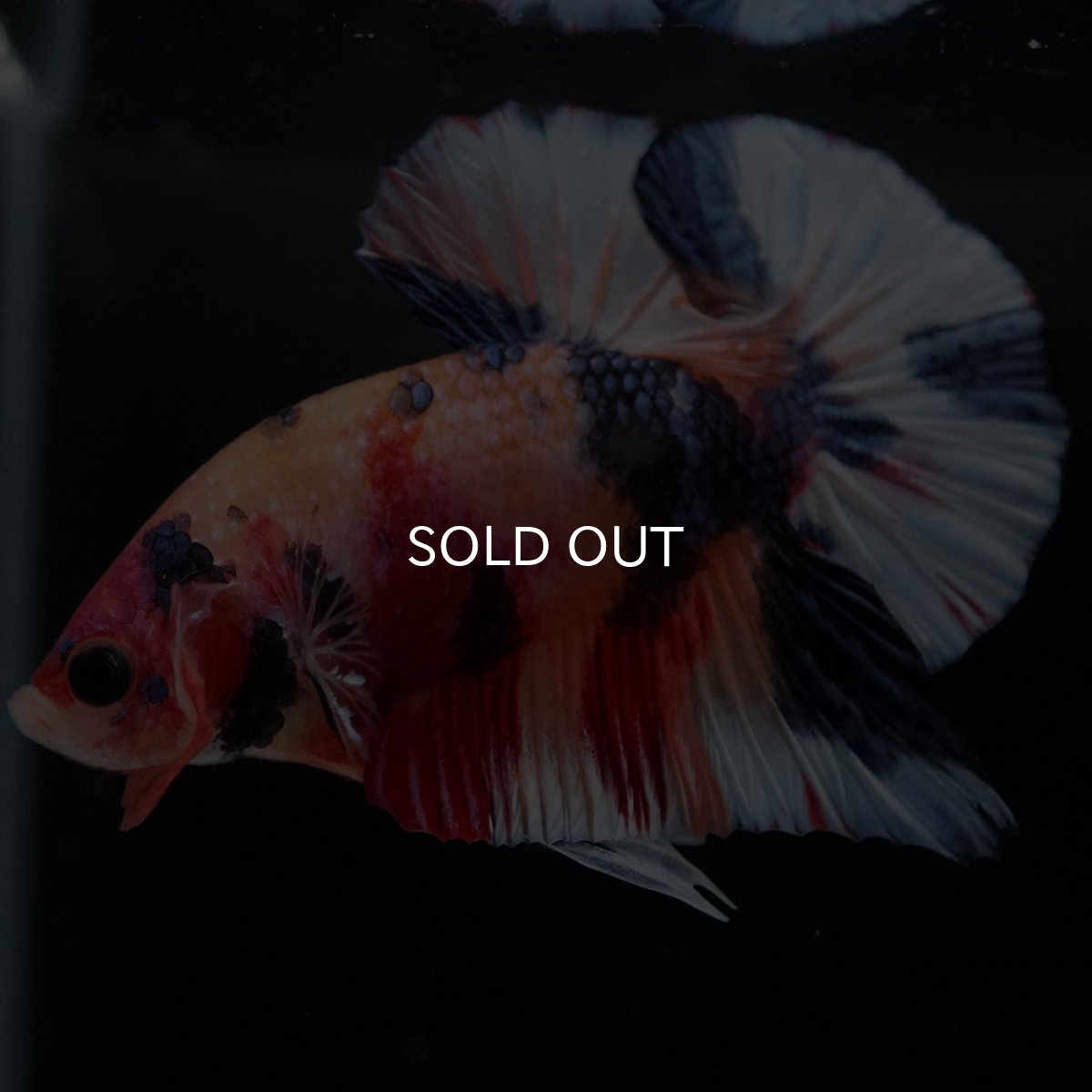 画像3: HMPK キャンディ (3)