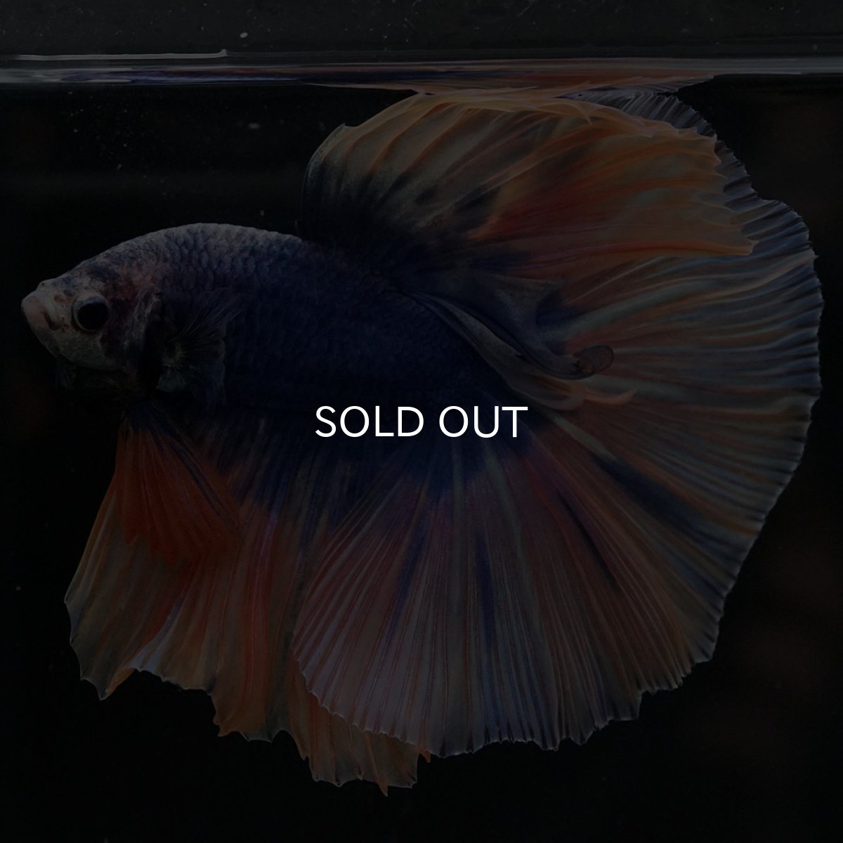 画像7: HM イエローブルー (7)