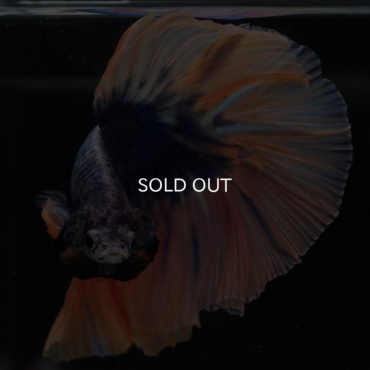 画像3: HM イエローブルー (3)