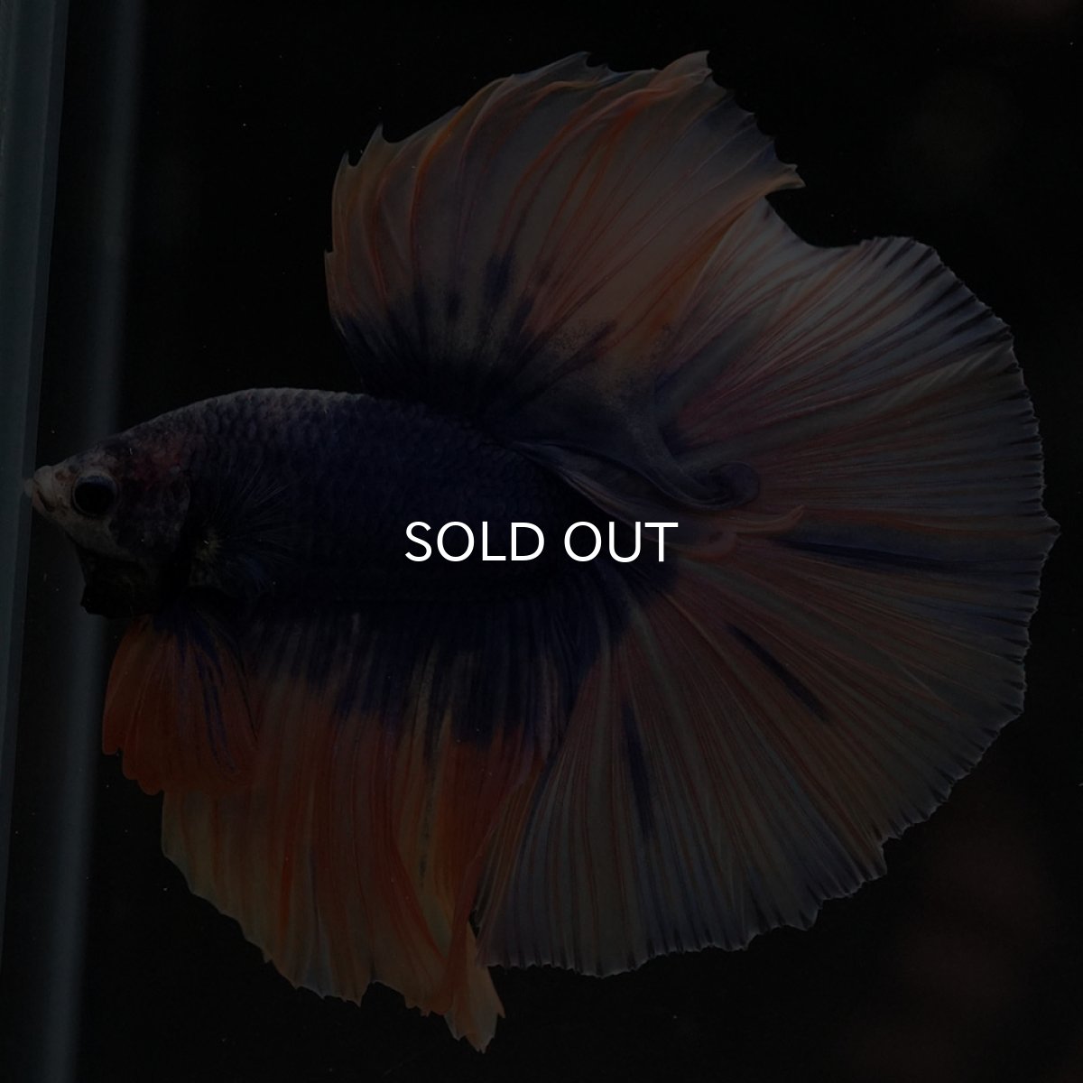 画像5: HM イエローブルー (5)