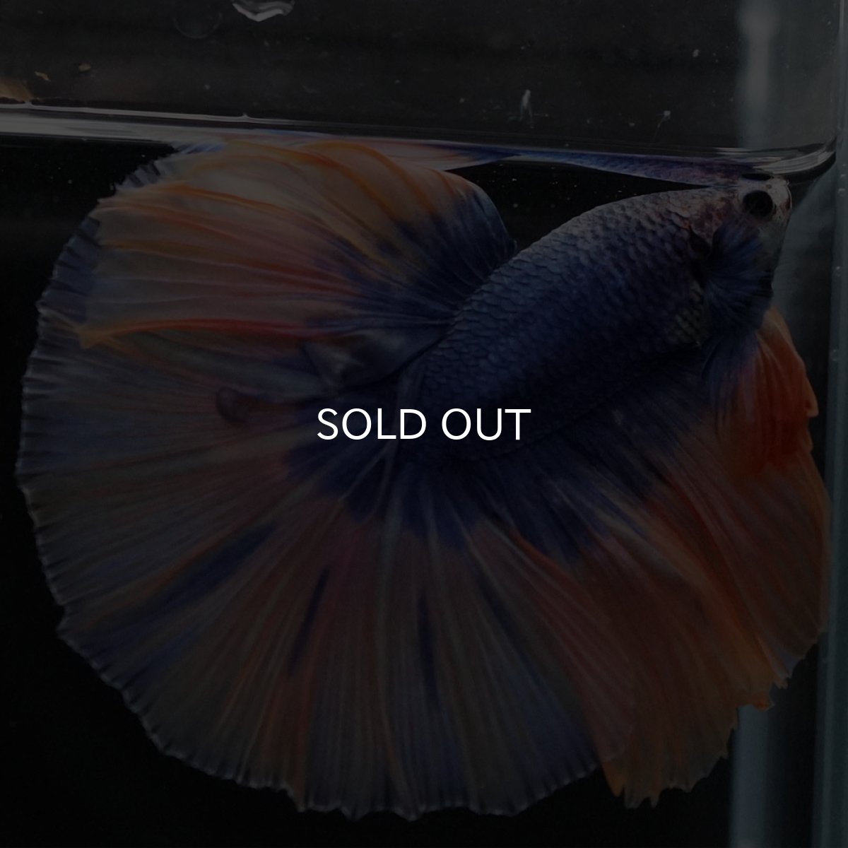 画像6: HM イエローブルー (6)