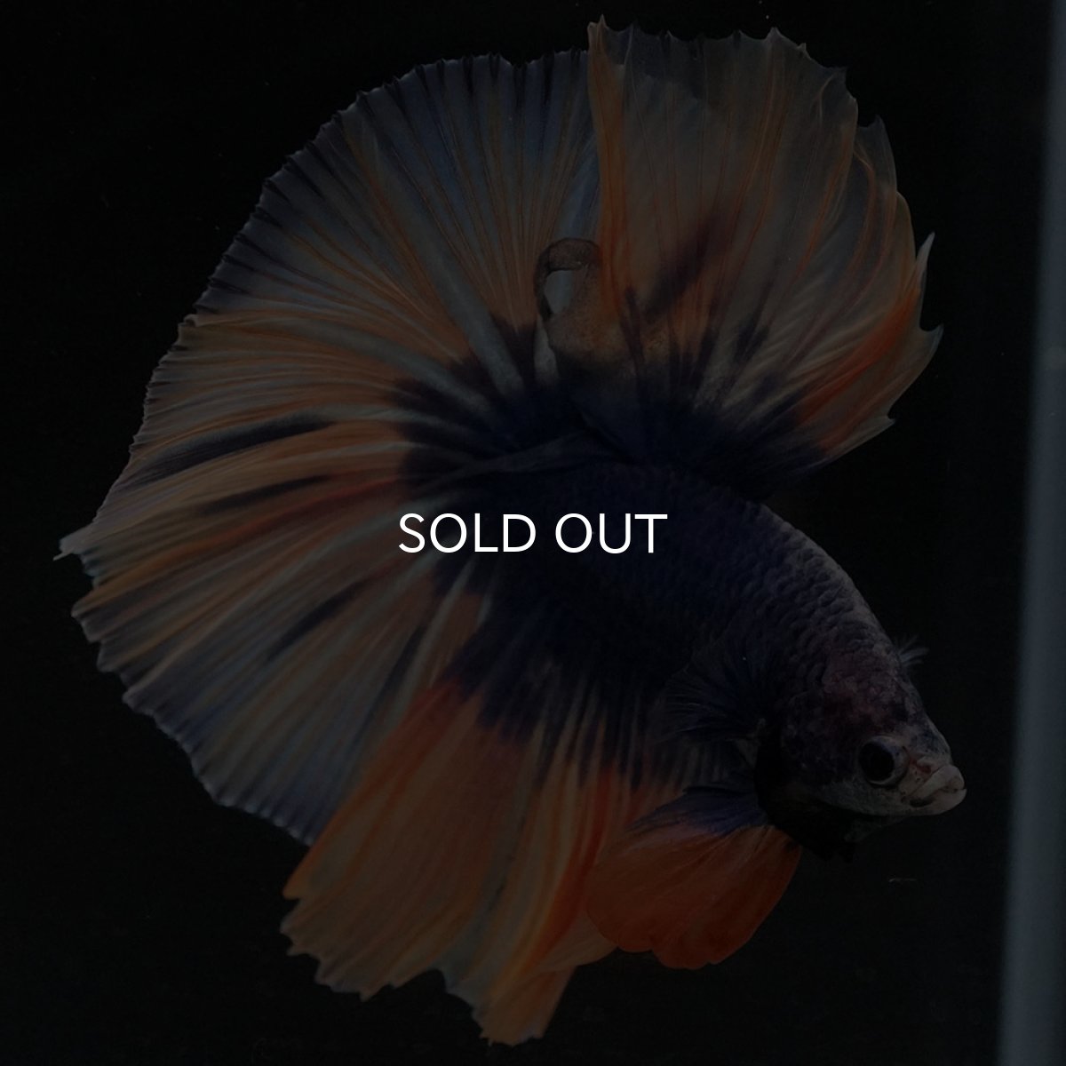 画像2: HM イエローブルー (2)