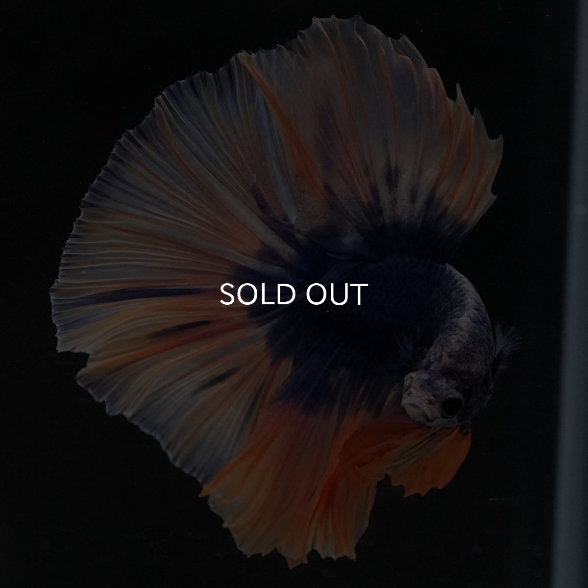 画像4: HM イエローブルー (4)