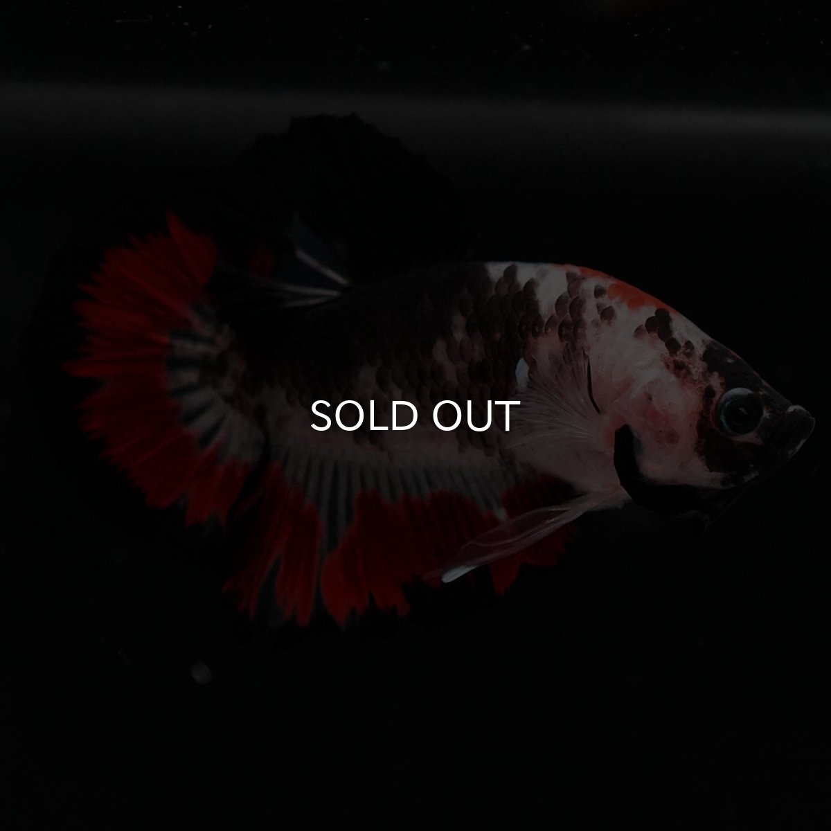 画像7: HMPK 鯉 変わり柄 (7)