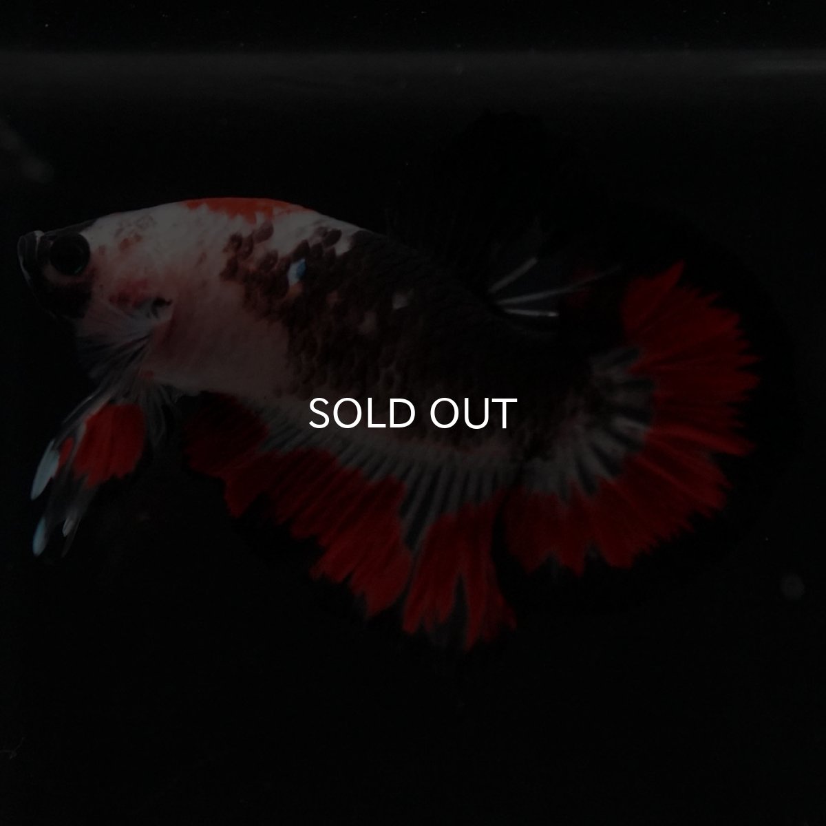 画像6: HMPK 鯉 変わり柄 (6)