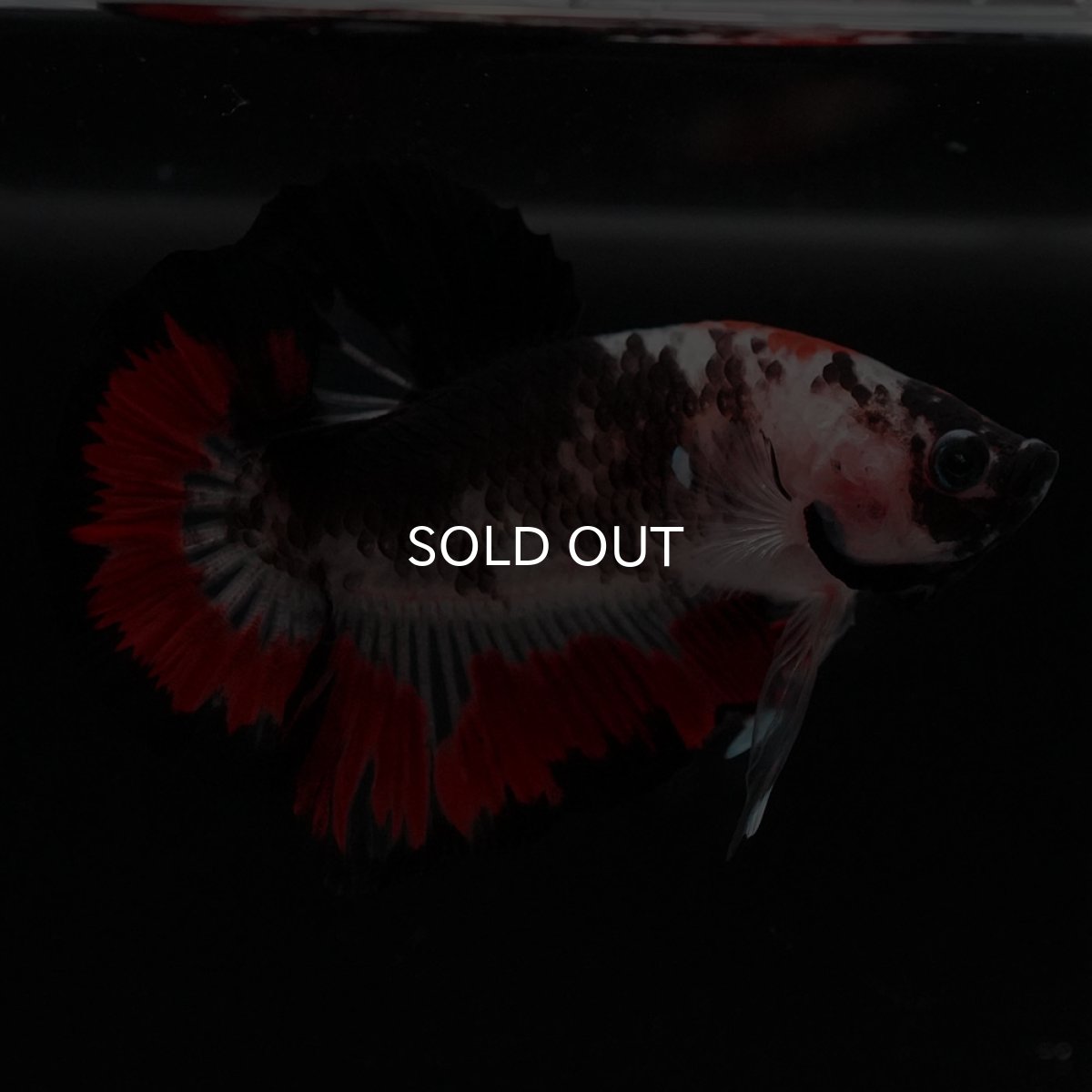 画像5: HMPK 鯉 変わり柄 (5)