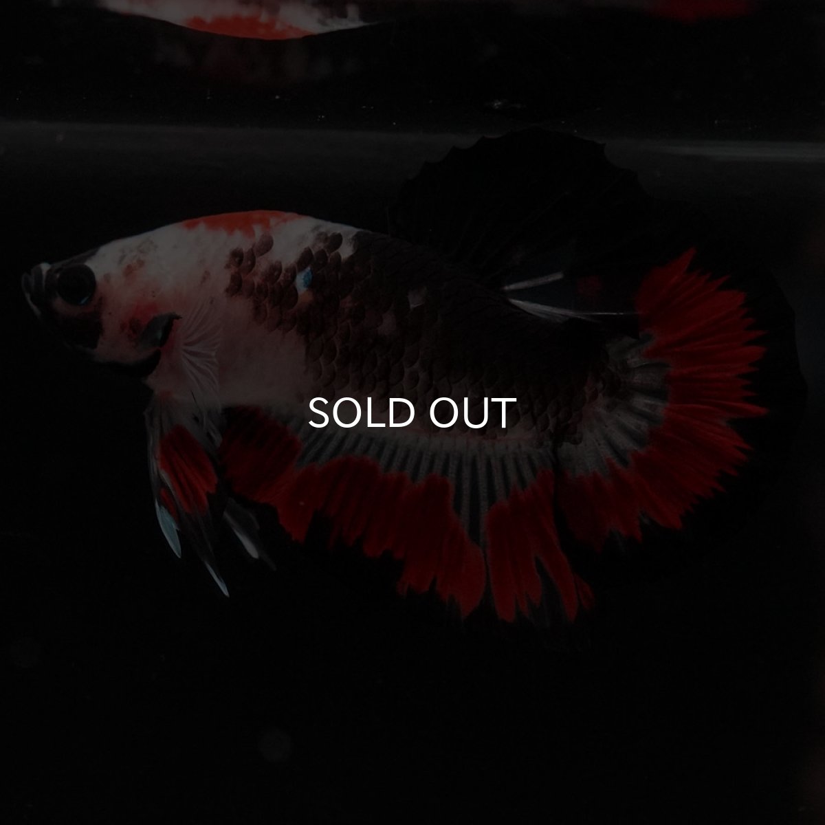 画像4: HMPK 鯉 変わり柄 (4)