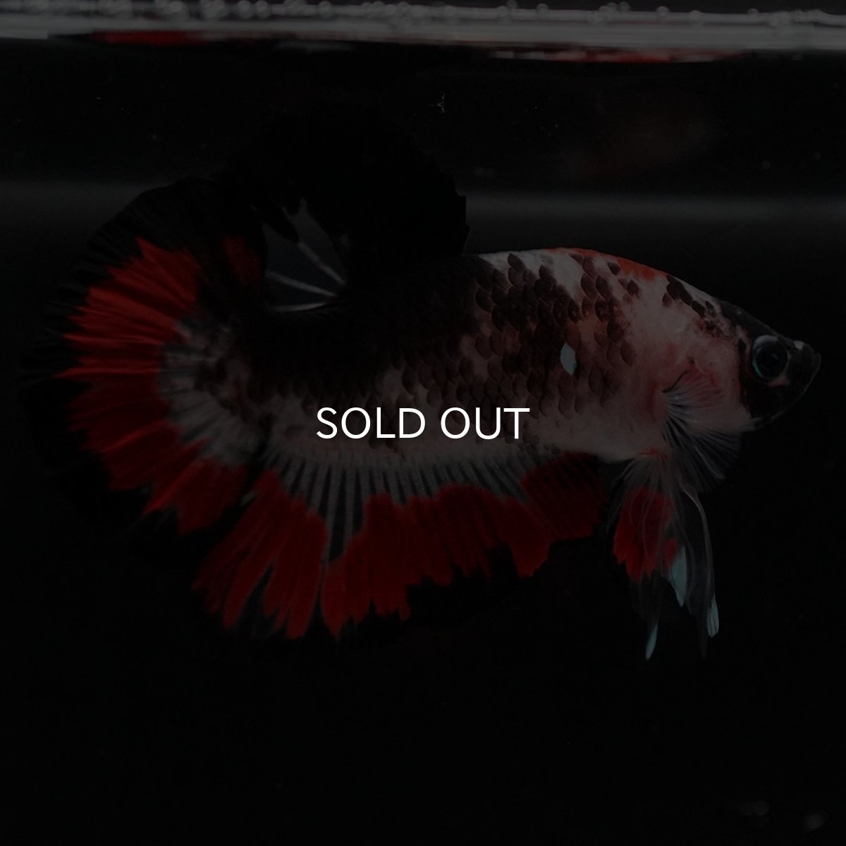 画像3: HMPK 鯉 変わり柄 (3)