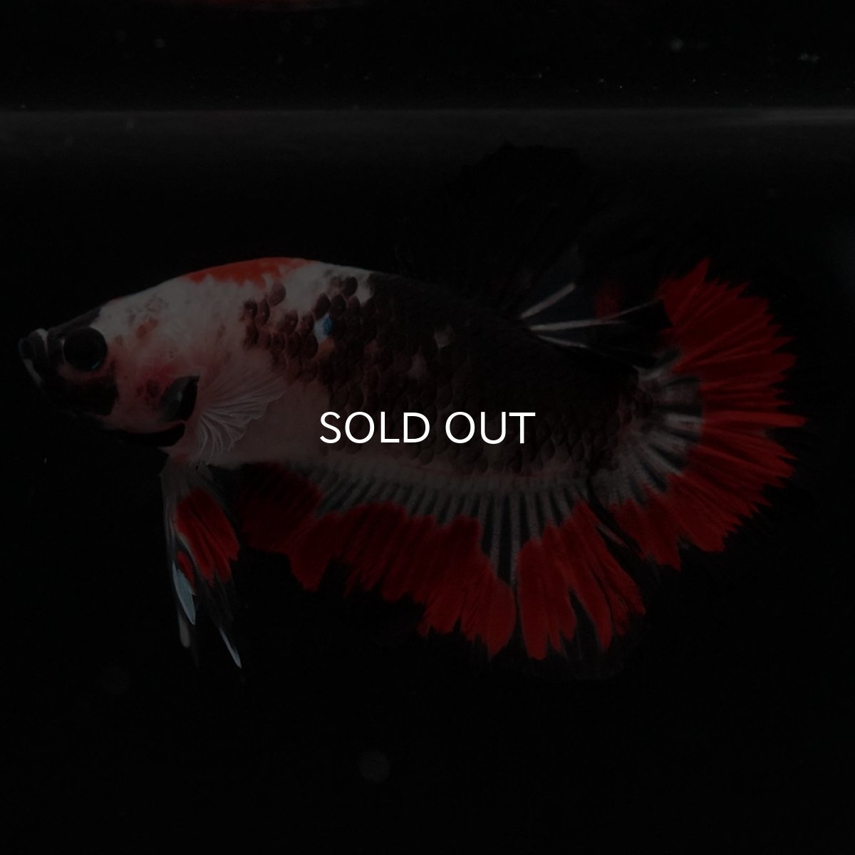 画像2: HMPK 鯉 変わり柄 (2)