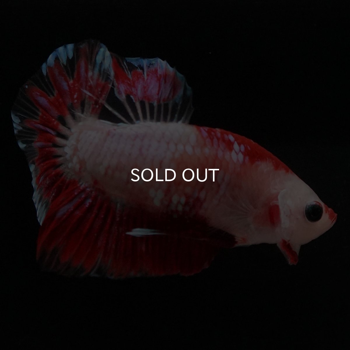 画像6: HMPK ファンシーレッド (6)