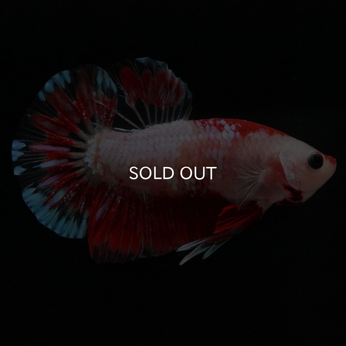 画像8: HMPK ファンシーレッド (8)