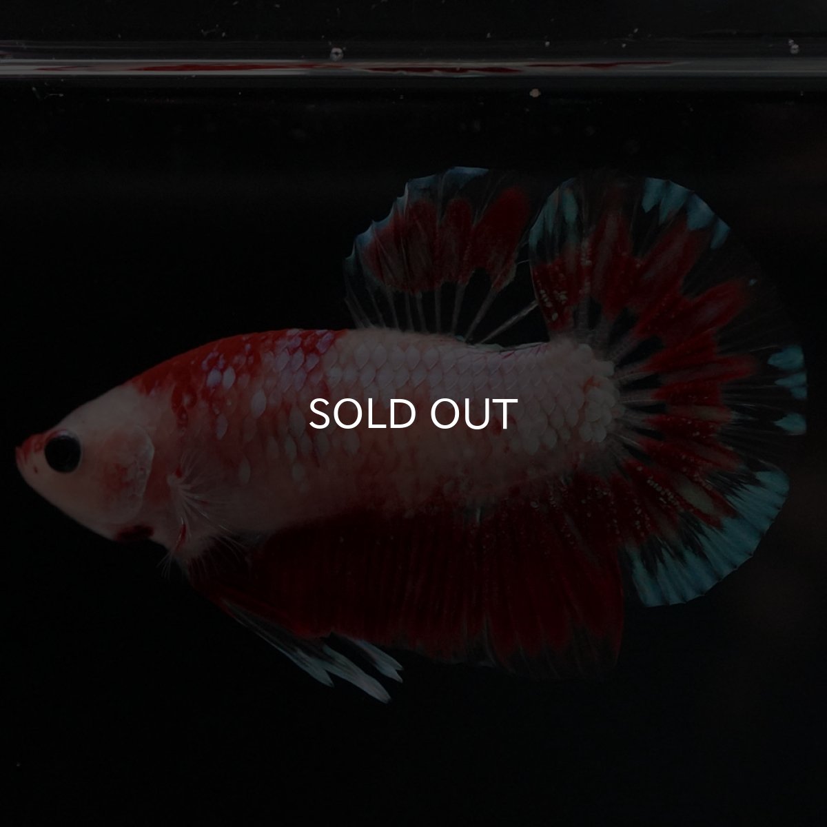 画像9: HMPK ファンシーレッド (9)