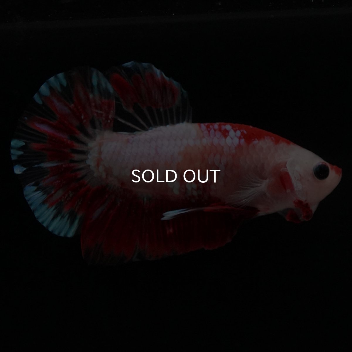 画像2: HMPK ファンシーレッド (2)