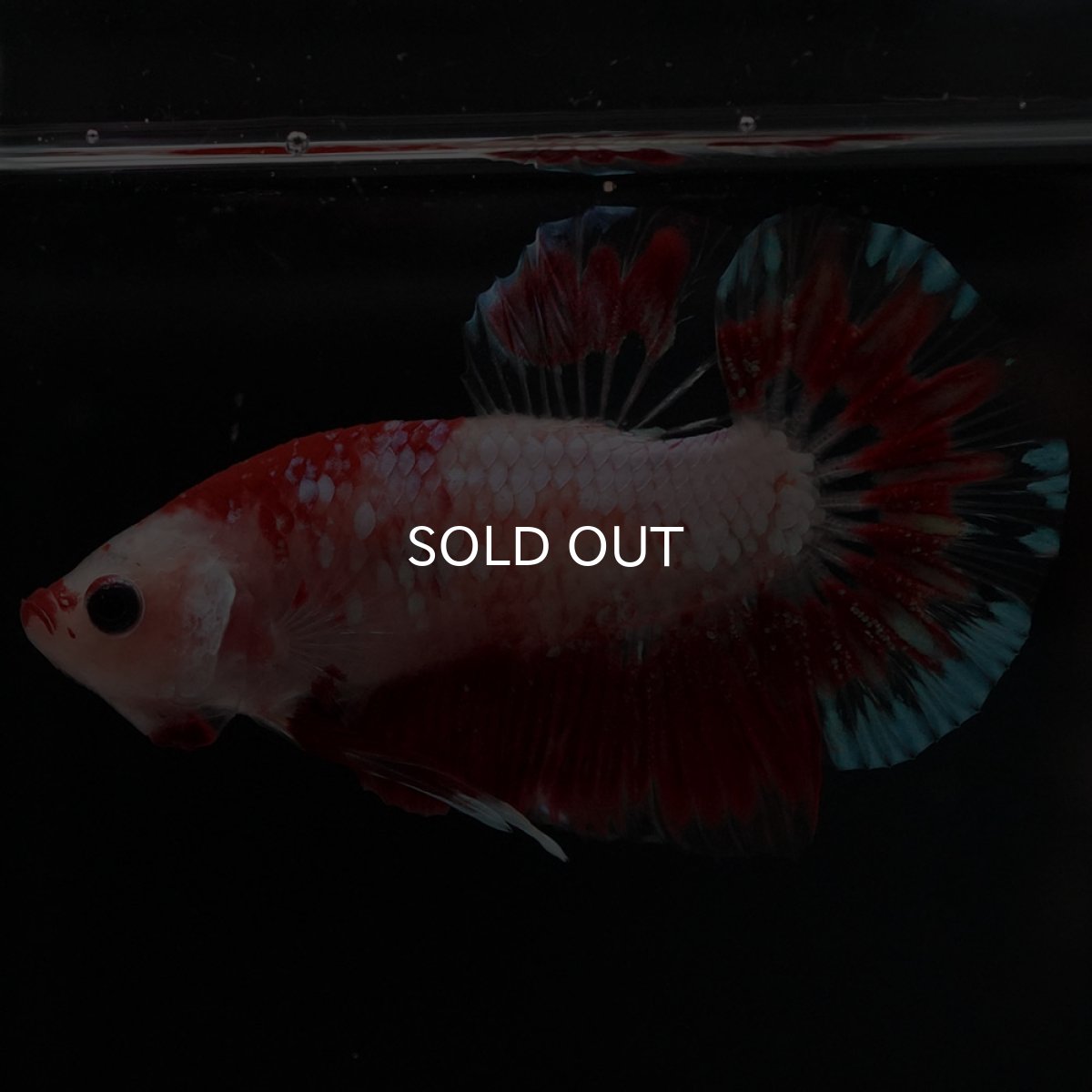 画像7: HMPK ファンシーレッド (7)