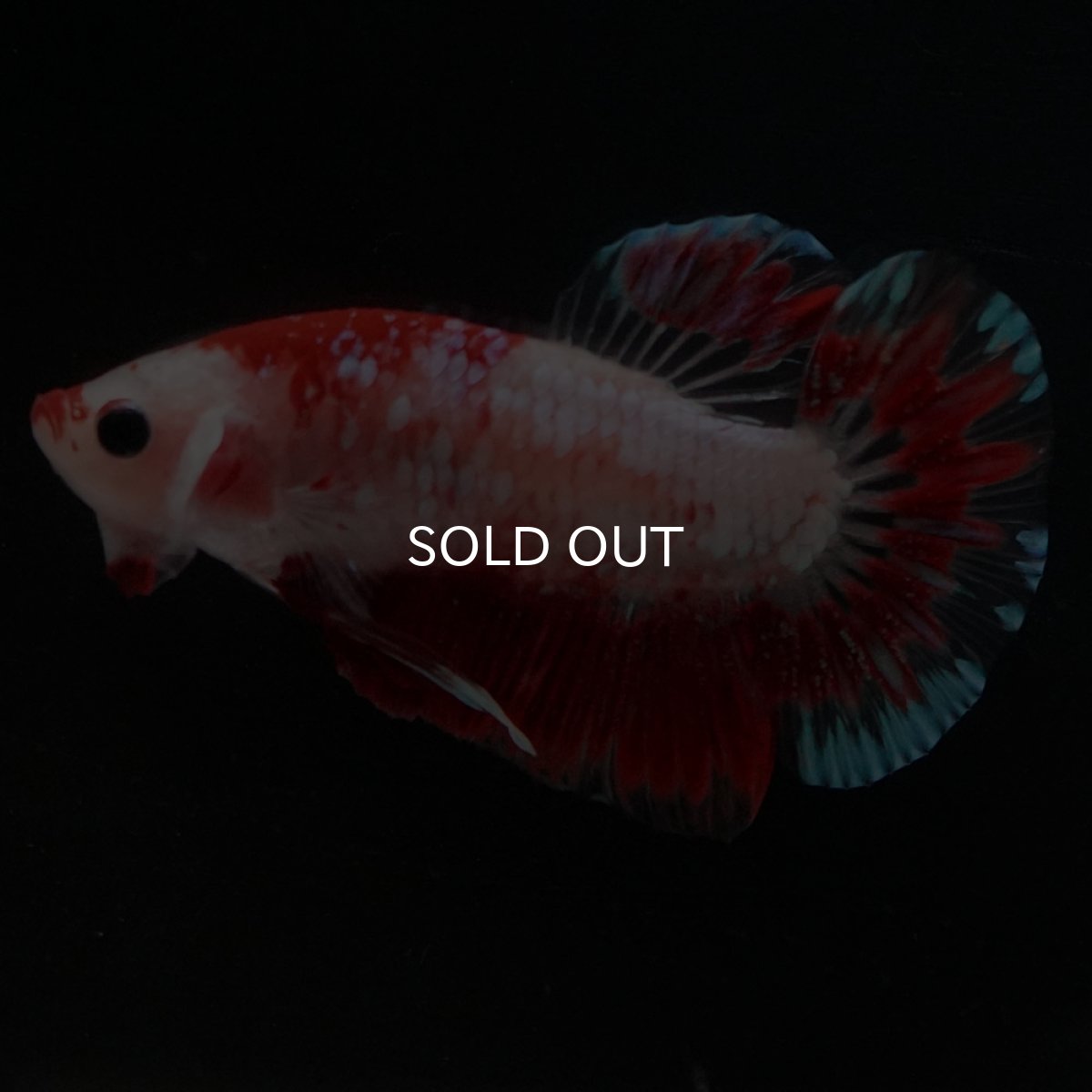 画像5: HMPK ファンシーレッド (5)