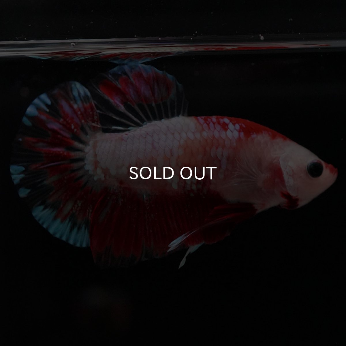 画像4: HMPK ファンシーレッド (4)