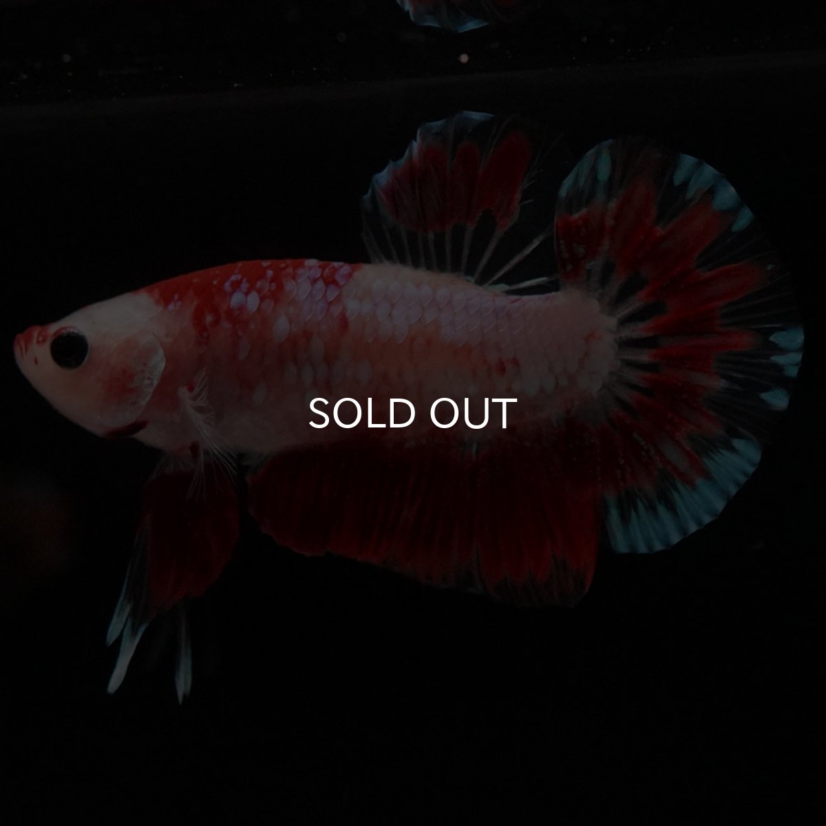 画像3: HMPK ファンシーレッド (3)