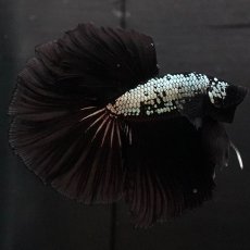 画像1: HM　プラチナブラックドラゴン (1)