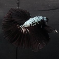 画像7: HM　プラチナブラックドラゴン (7)