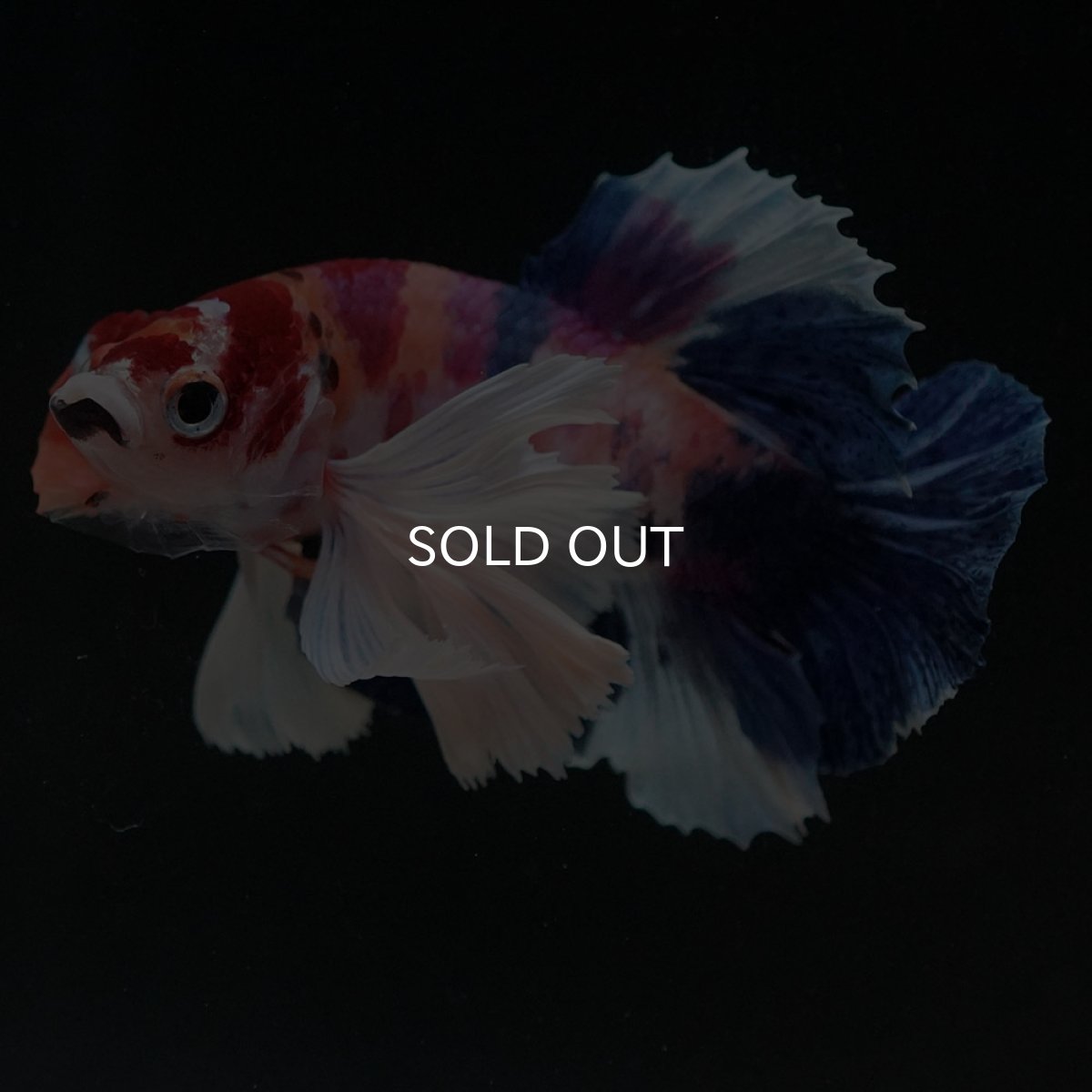 画像2: HMPKダンボ　キャンディ (2)