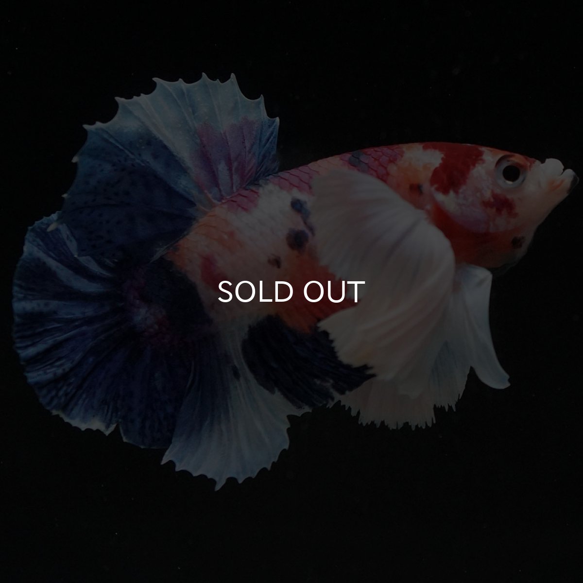 画像6: HMPKダンボ　キャンディ (6)