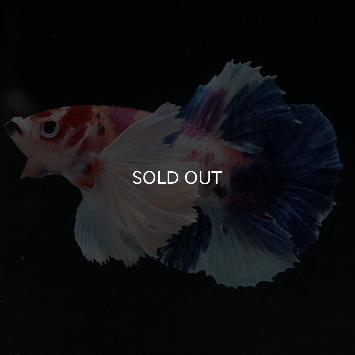 画像7: HMPKダンボ　キャンディ (7)