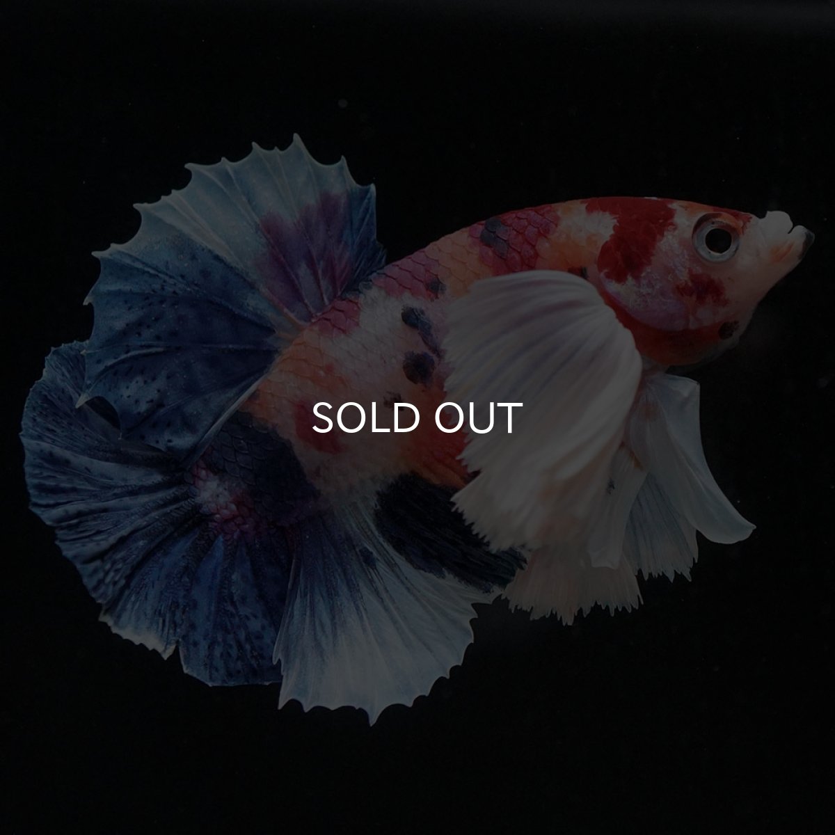 画像4: HMPKダンボ　キャンディ (4)