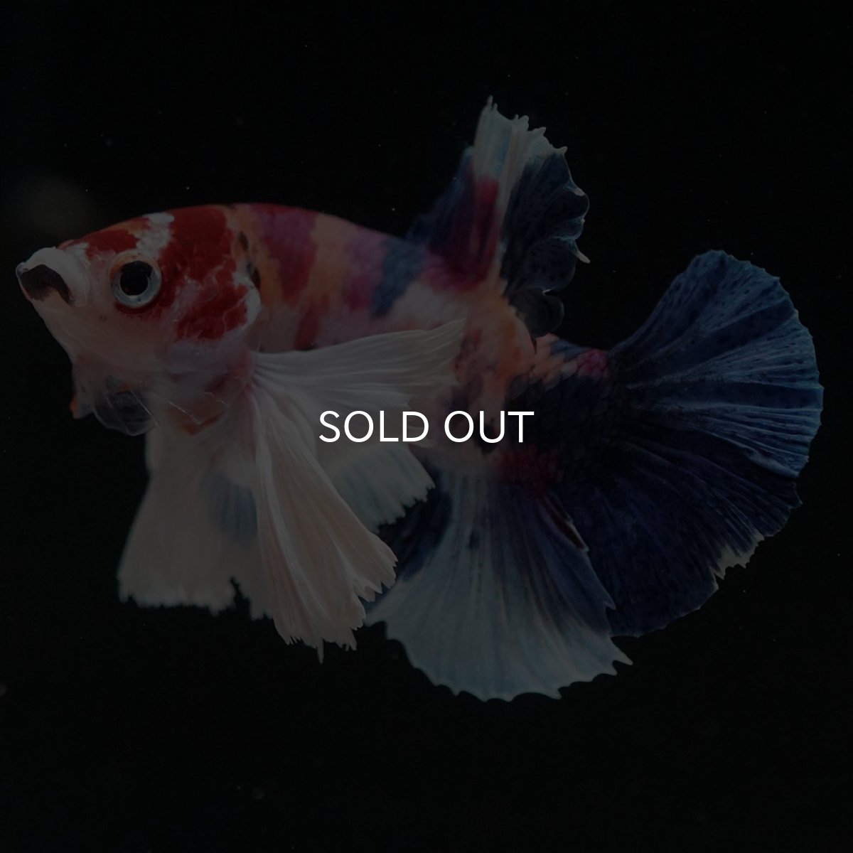 画像5: HMPKダンボ　キャンディ (5)