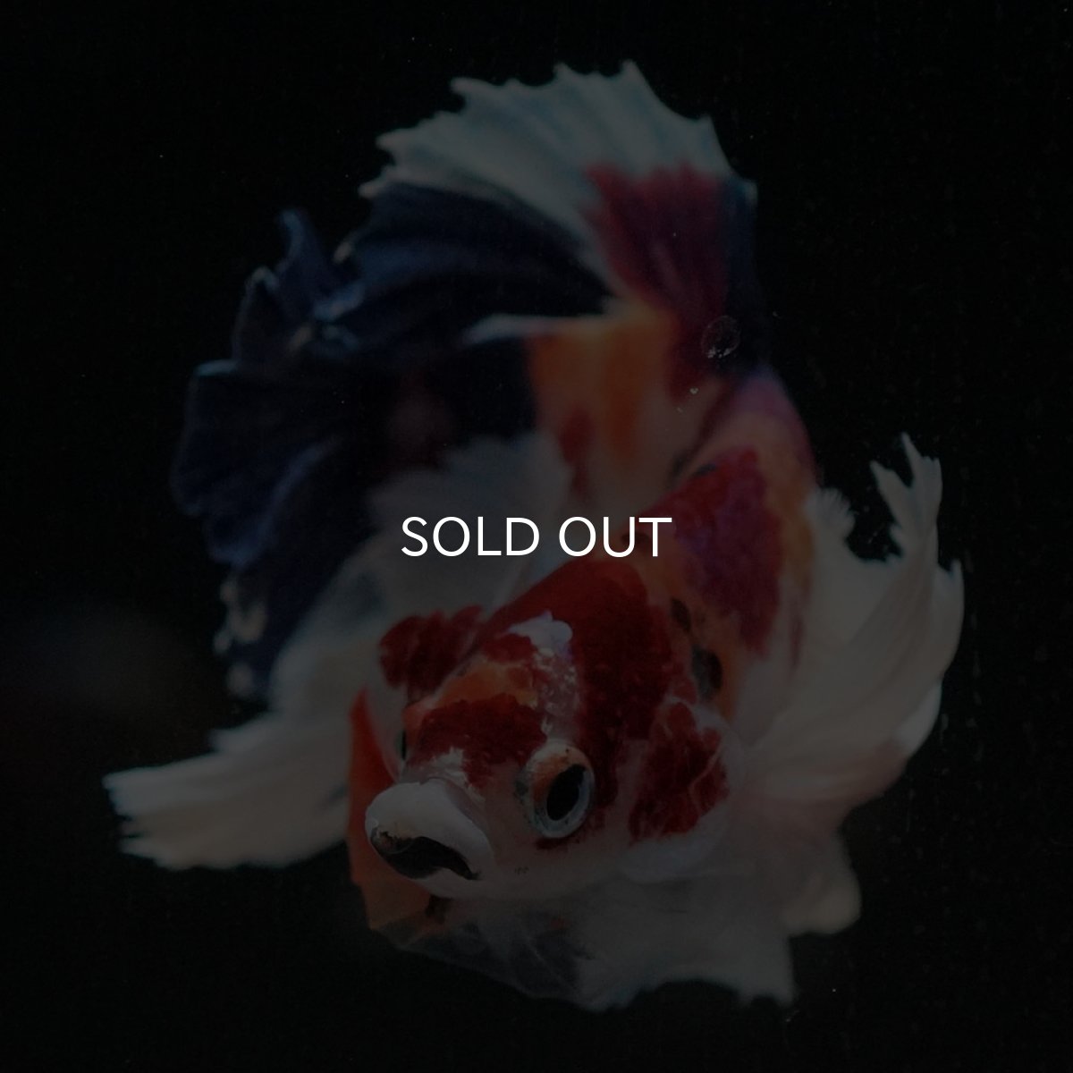 画像3: HMPKダンボ　キャンディ (3)