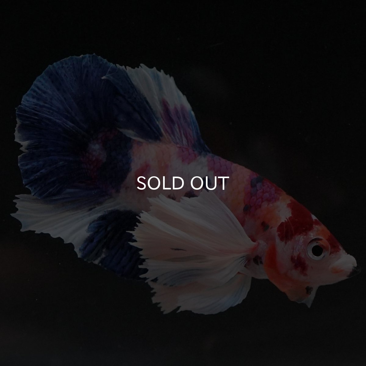 画像8: HMPKダンボ　キャンディ (8)