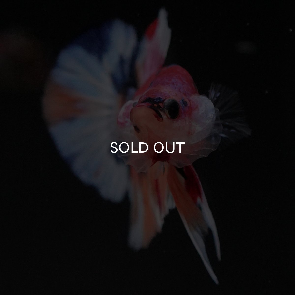 画像4: HMPK キャンディ (4)