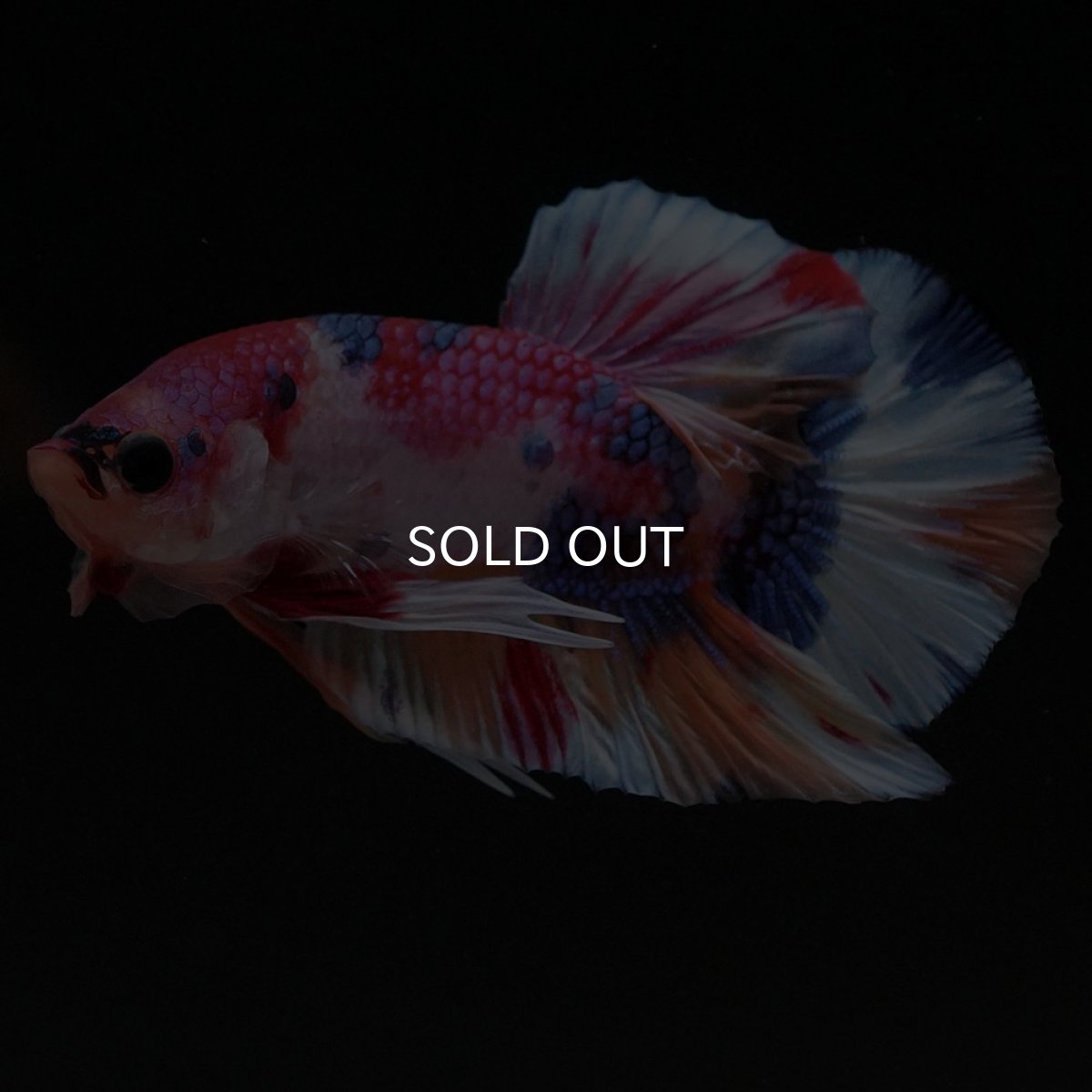 画像12: HMPK キャンディ (12)