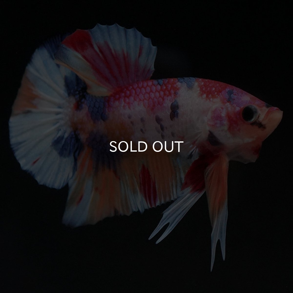 画像5: HMPK キャンディ (5)