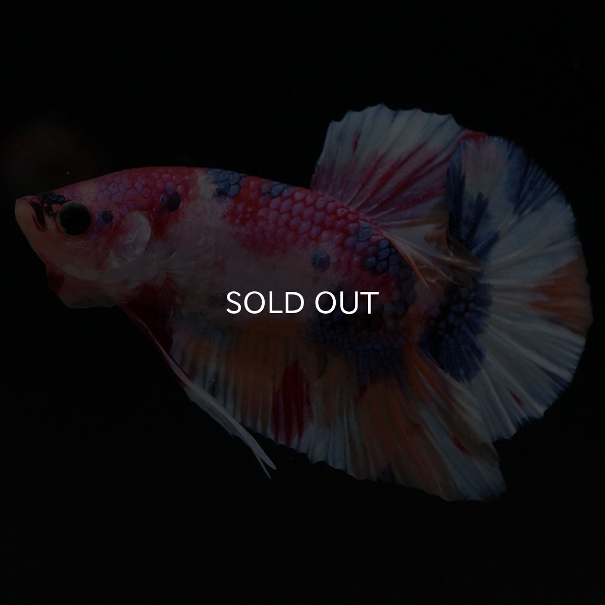 画像8: HMPK キャンディ (8)