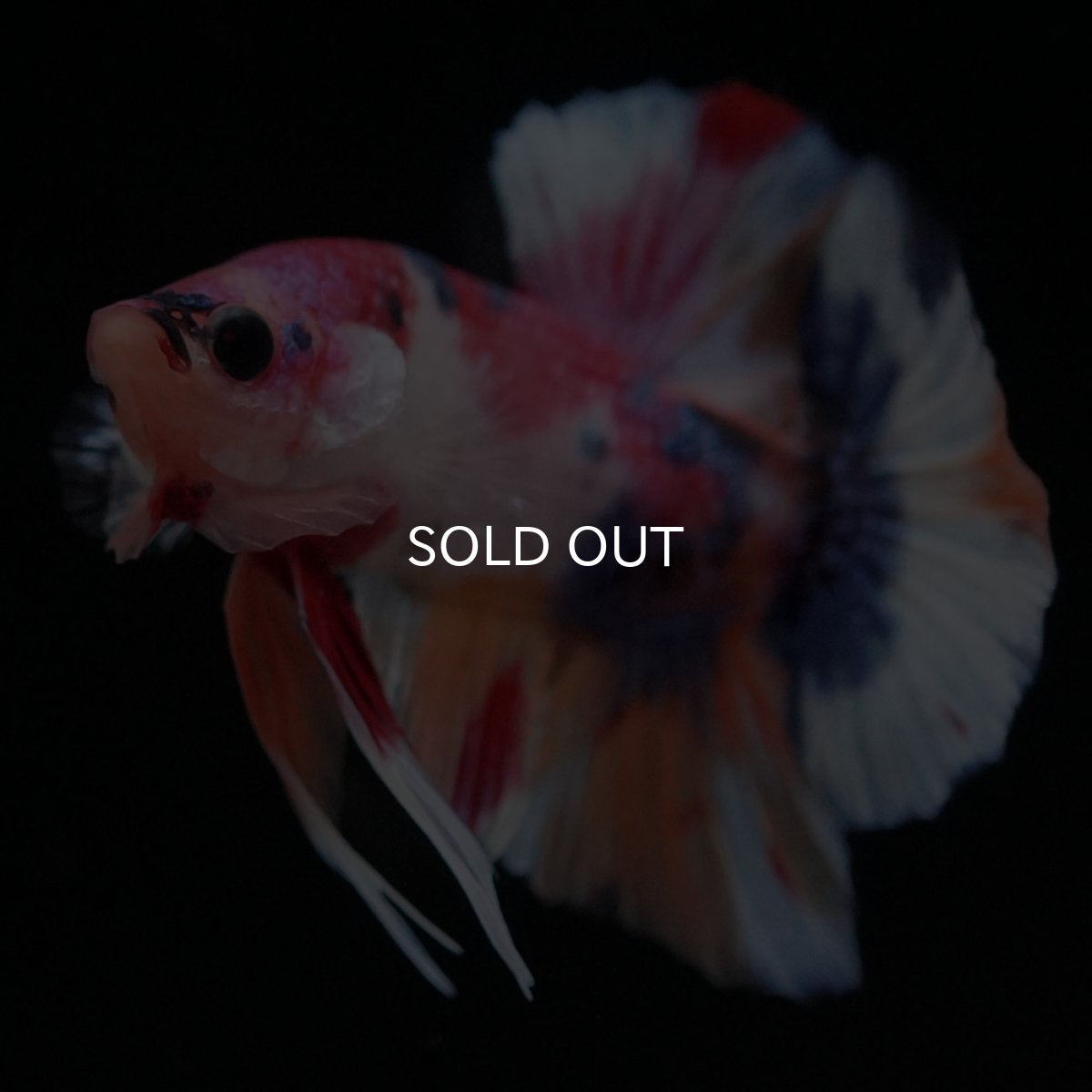 画像10: HMPK キャンディ (10)