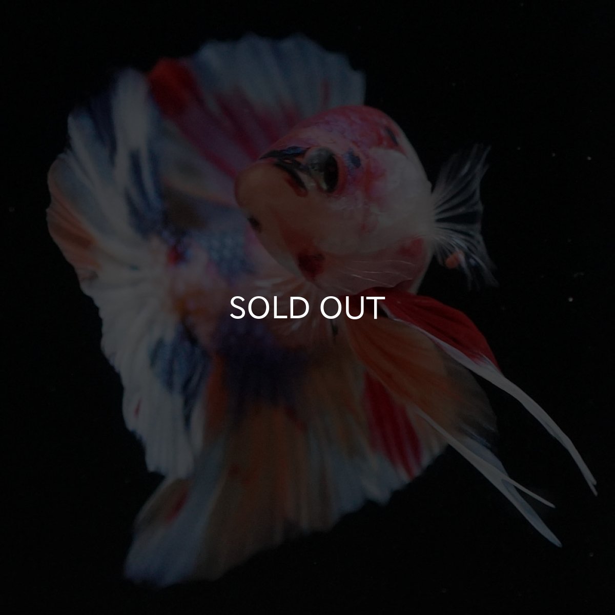 画像3: HMPK キャンディ (3)