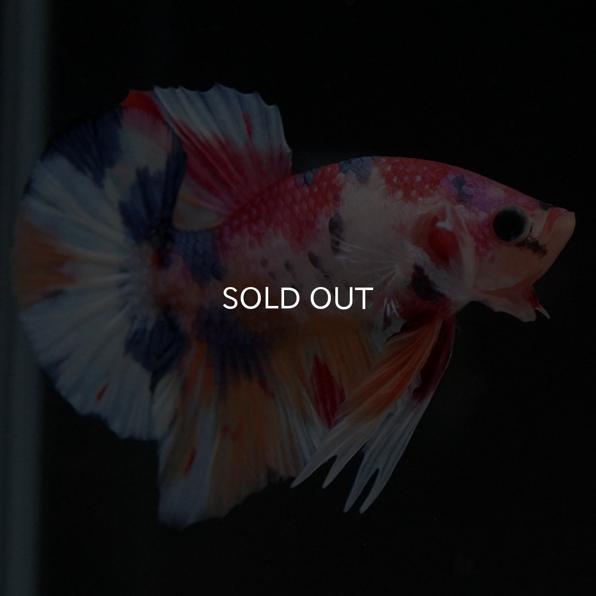 画像13: HMPK キャンディ (13)