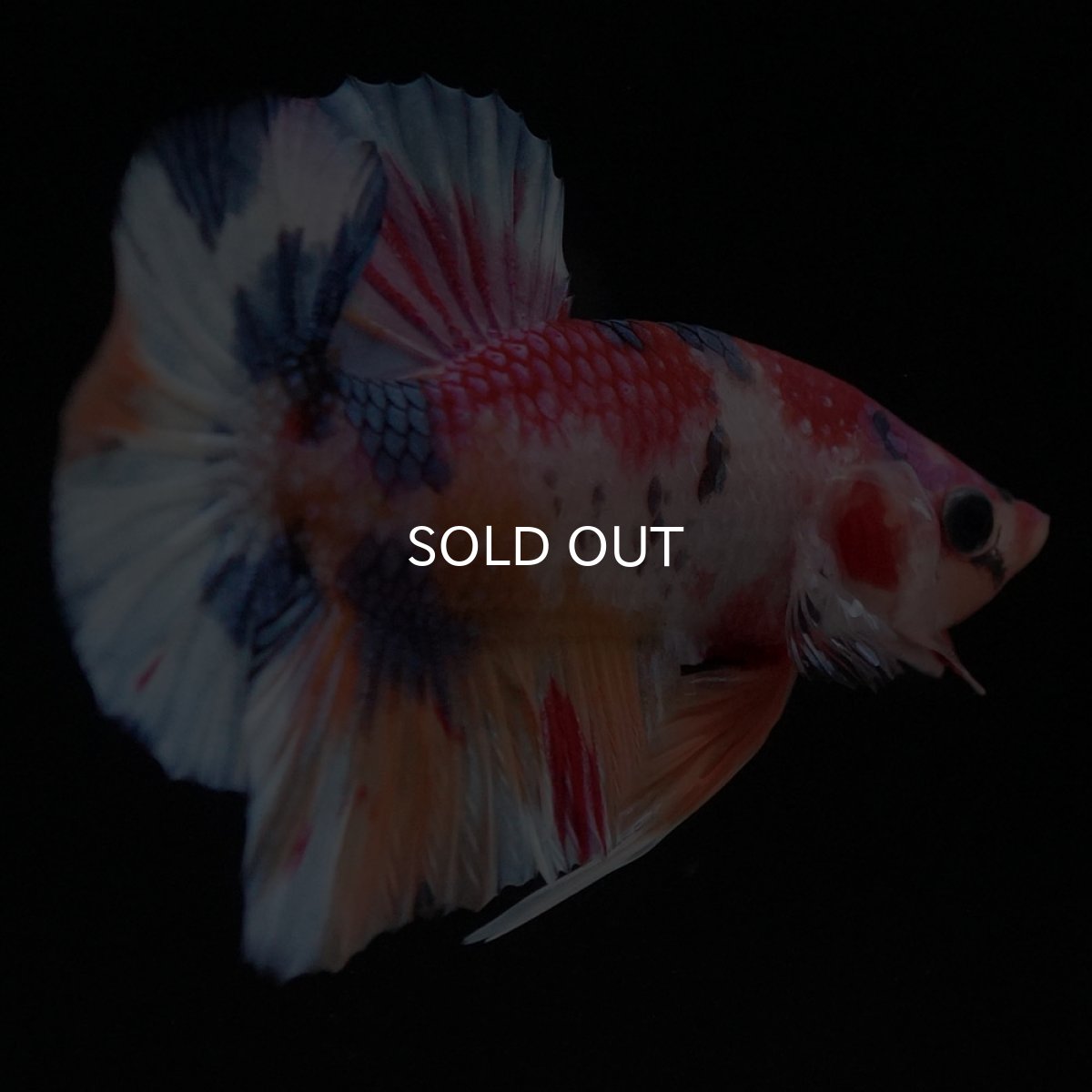 画像11: HMPK キャンディ (11)