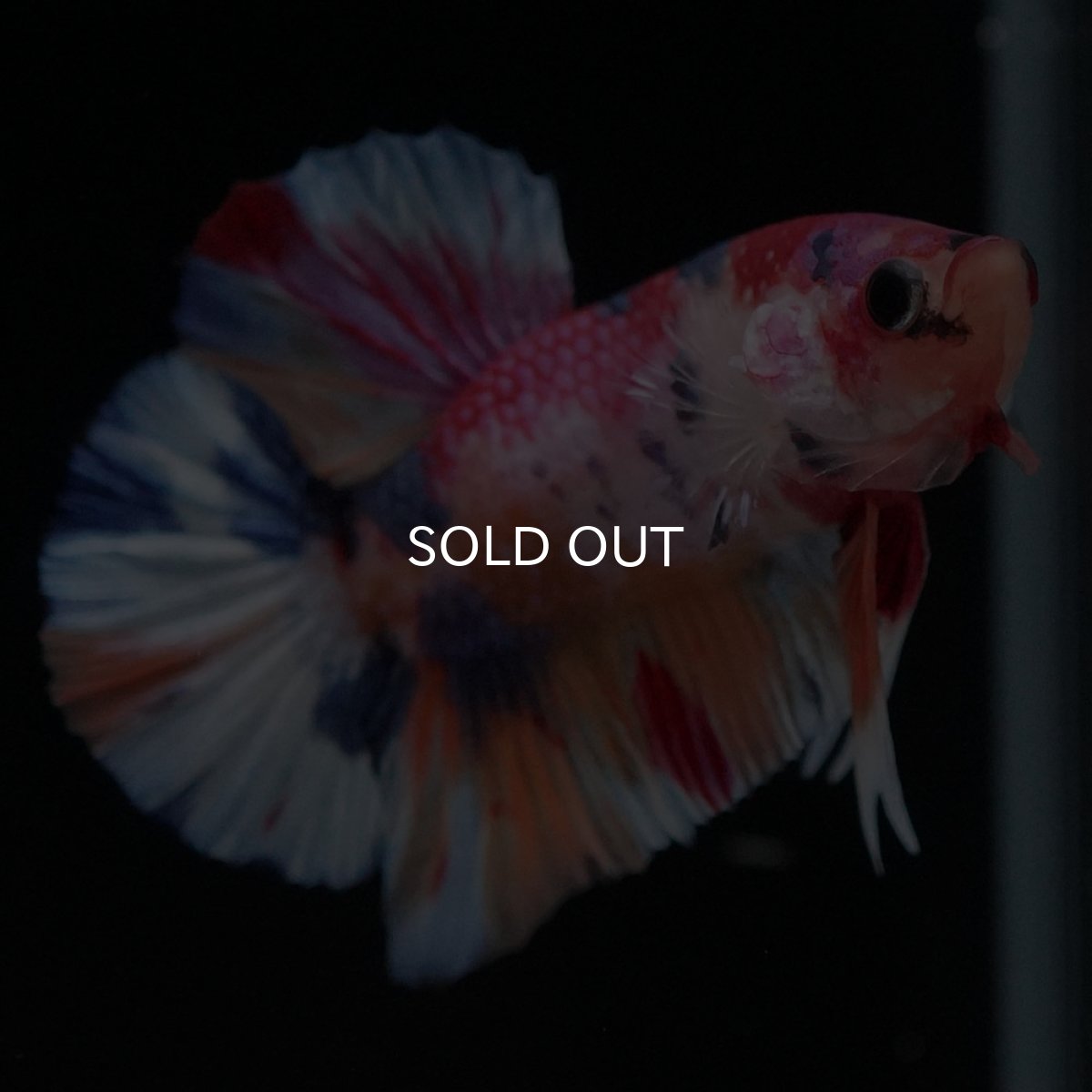 画像9: HMPK キャンディ (9)