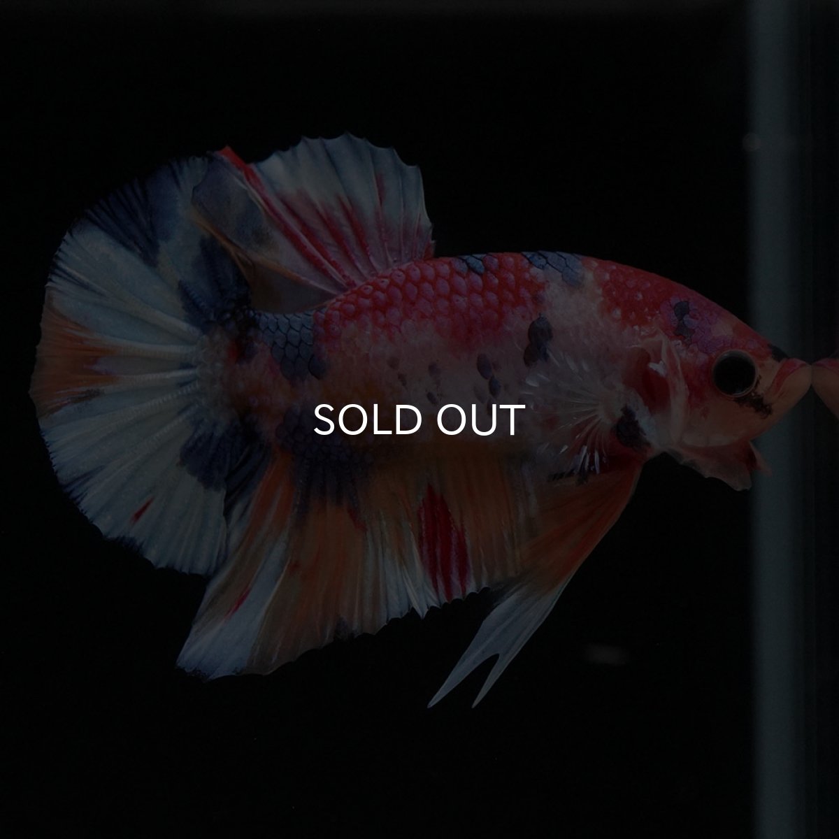 画像7: HMPK キャンディ (7)