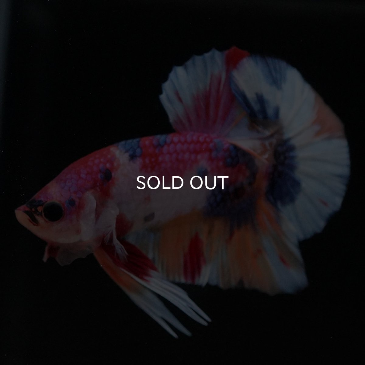 画像2: HMPK キャンディ (2)