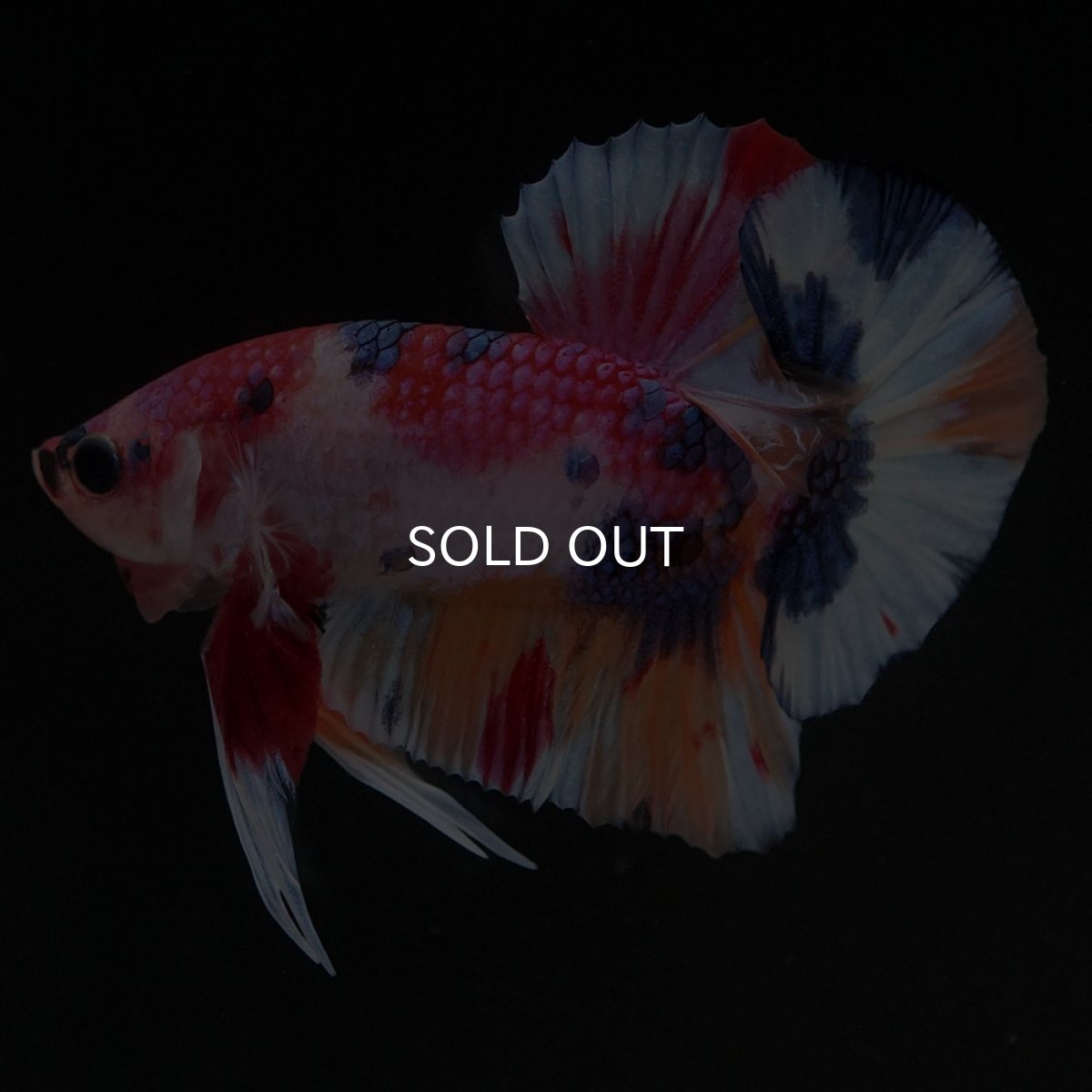 画像6: HMPK キャンディ (6)