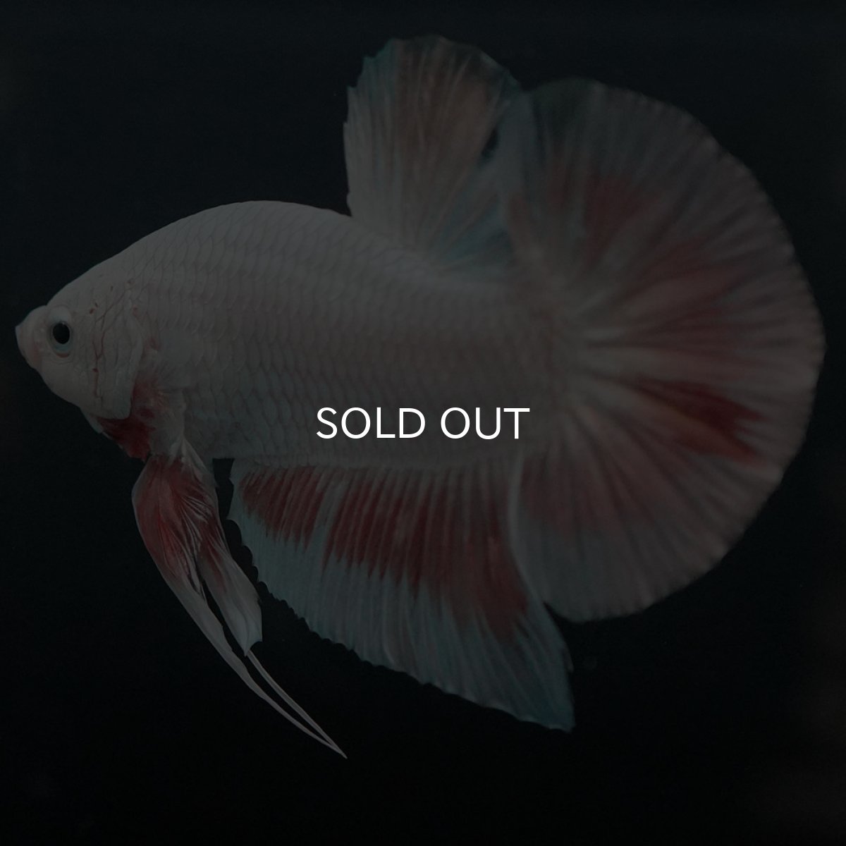 画像5: GHMPK プラチナオレンジドラゴン (5)